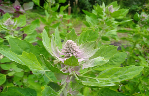 VGFP Seed Bank variety named Breete Green Quinoa